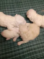 Bichon Lady, a female Bichon Frise for sale in Spraggs, PA – 2 of 3