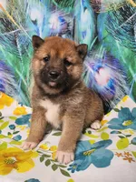 Red Sesame. Call now !, a male Shiba Inu for sale in Spraggs, PA – 2 of 5