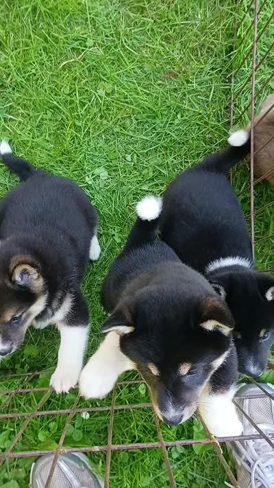 Toy Girl, a female Shiba Inu for sale in Spraggs, PA – 8 of 8