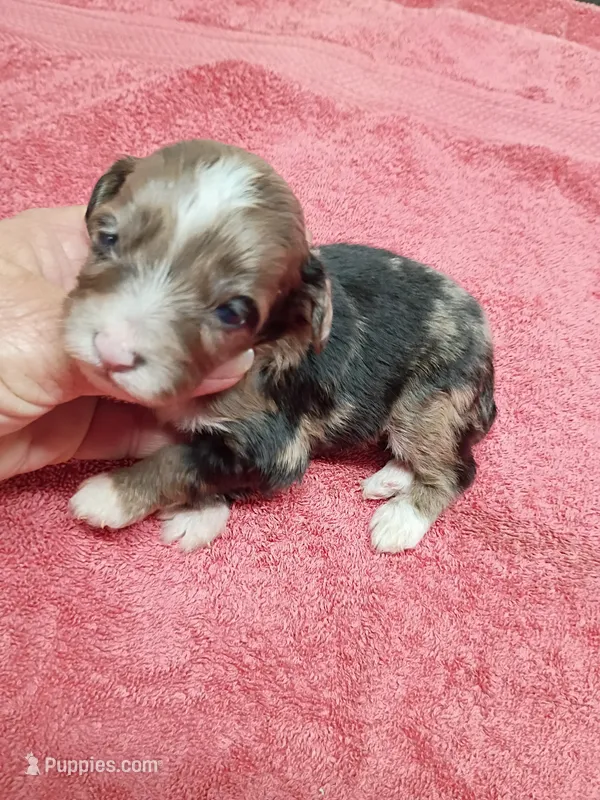 Toy Aussie Doodle girl – Miniature Aussiedoodle puppy for sale in Spraggs, PA