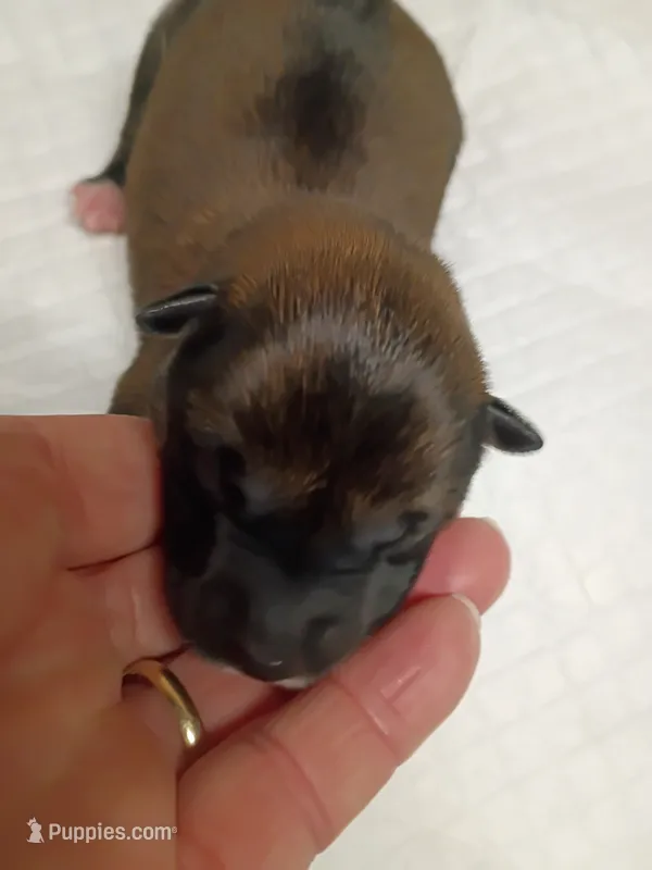 Puppy boy – Shiba Inu puppy for sale in Spraggs, PA