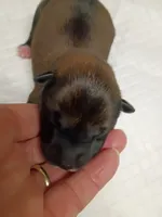Puppy boy, a male Shiba Inu for sale in Spraggs, PA – 1 of 4