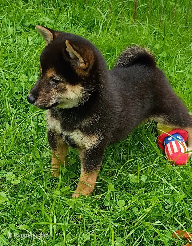 Black and tan  – Shiba Inu puppy on hold in Spraggs, PA