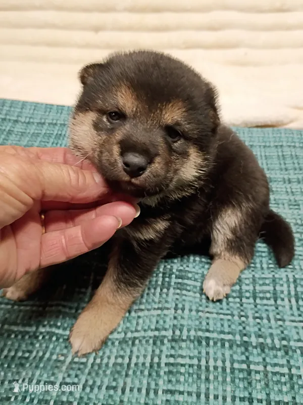 Black and tan  – Shiba Inu puppy for sale in Spraggs, PA