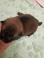 Puppy boy Coco , a male Shiba Inu for sale in Spraggs, PA – 2 of 7