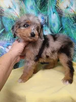 Blueboy Ready now !, a male Miniature Aussiedoodle for sale in Spraggs, PA – 8 of 9