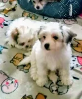 Shorkie/Bichon boy, a male Bichon Frise and Shorkie for sale in Spraggs, PA – Photo 2 of 3