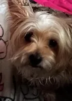 Shorkie/Bichon boy, a male Bichon Frise and Shorkie for sale in Spraggs, PA – Photo 3 of 3