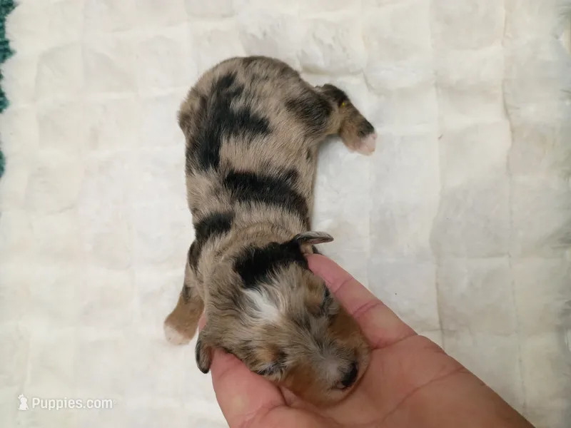Toy boy – Miniature Aussiedoodle puppy for sale in Spraggs, PA