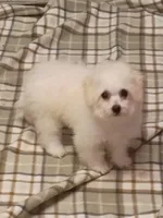 Toy size Bichon girl just 5 lbs on 10/24/26., a female Bichon Frise for sale in Spraggs, PA – 3 of 9