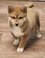 processed/614cd843-c74a-4709-addd-834de4b9ecce/listing/98de7fec-e520-4416-a5dd-e21a4ac38d50/a7ead20a-bbff-46d6-a366-e8ae91300d62