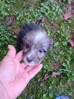 Toy Aussie Doodle girl Ready ! Quite small, a female Poodle - Toy  and Toy Australian Shepherd for sale in Spraggs, PA – 4 of 8