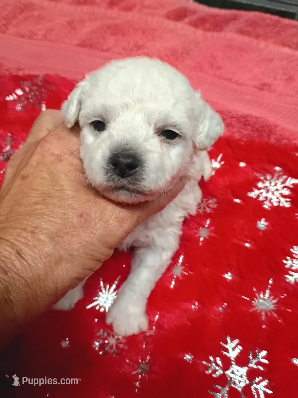 Little Bichon boy – Bichon Frise puppy for sale in Spraggs, PA