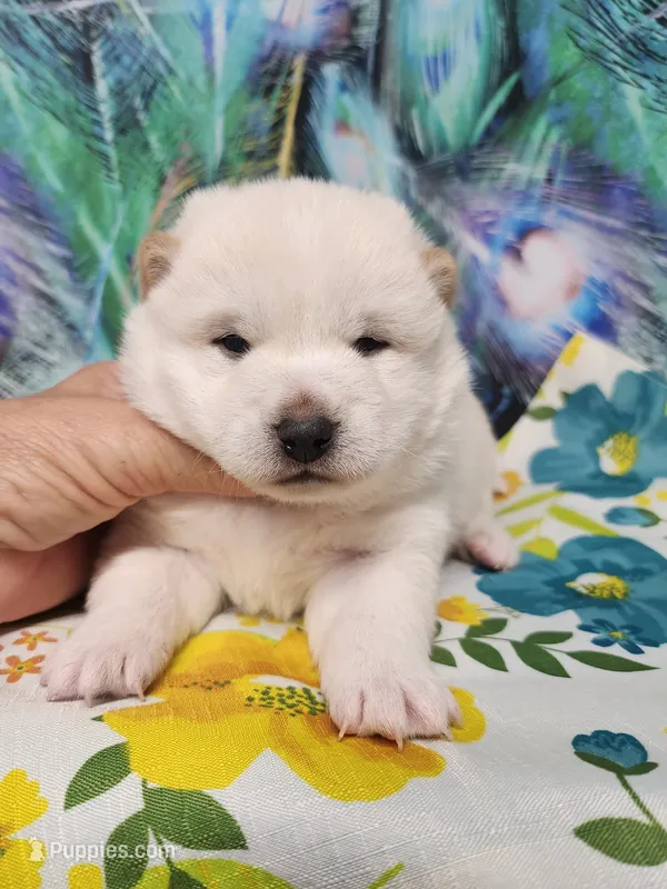SugarPop – Shiba Inu puppy for sale in Spraggs, PA