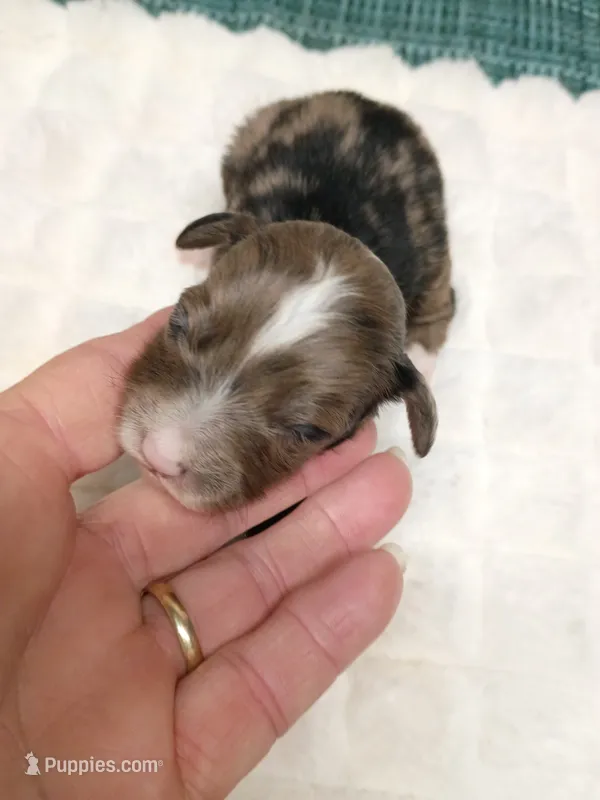 Toy Aussie Doodle girl – Miniature Aussiedoodle puppy for sale in Spraggs, PA