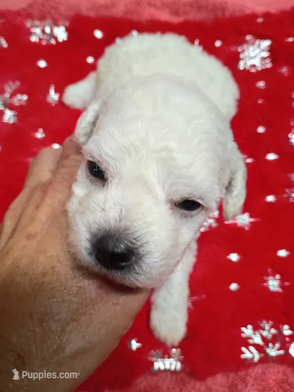 Bichon Boy – Bichon Frise puppy for sale in Spraggs, PA