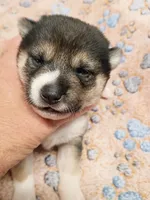 3 weeks old, a female Shiba Inu for sale in Spraggs, PA – 2 of 6