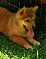 Red Male, Ready now  !, a male Shiba Inu for sale in Spraggs, PA – 3 of 7