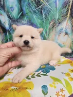 Cream little. Friendly !, a male Shiba Inu for sale in Spraggs, PA – 4 of 6