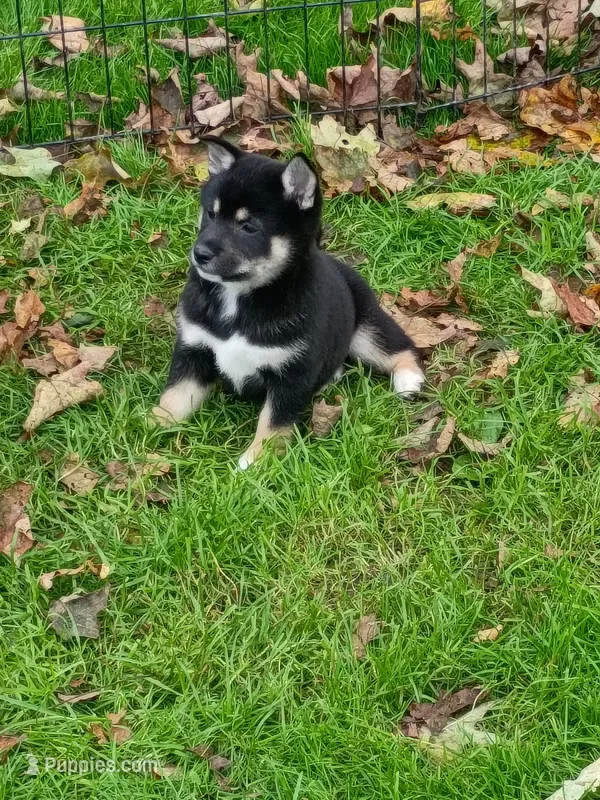Ready October 20th girl – Shiba Inu puppy for sale in Spraggs, PA