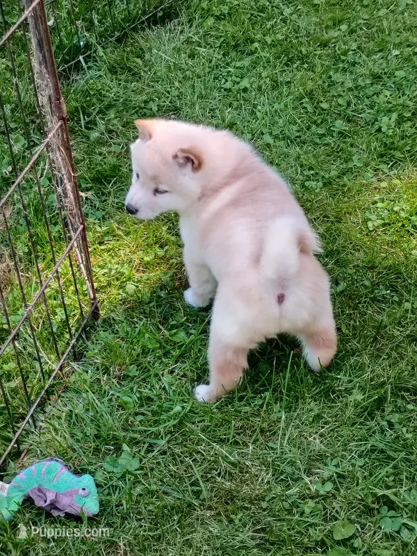 Butterscotch  – Shiba Inu puppy for sale in Spraggs, PA