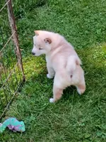 Butterscotch , a male Shiba Inu for sale in Spraggs, PA – 3 of 10