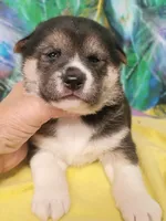 Ready October 20th, a female Shiba Inu for sale in Spraggs, PA – 5 of 9