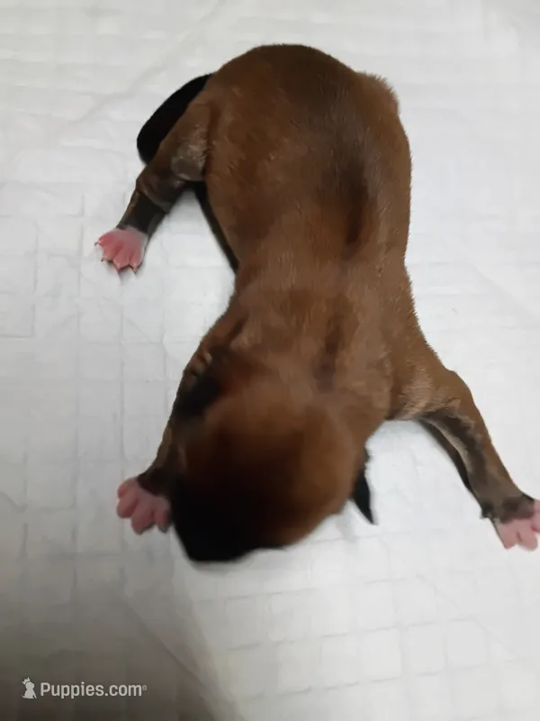Red girl  – Shiba Inu puppy for sale in Spraggs, PA