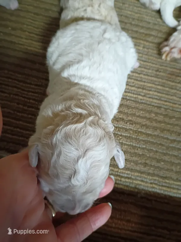 Bichon -Poo girl – Bichpoo puppy for sale in Spraggs, PA