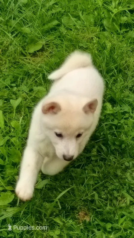 Runt Cream boy – Shiba Inu puppy for sale in Spraggs, PA