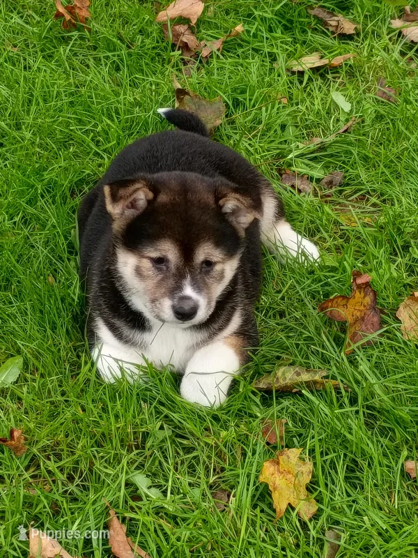 Ready October 20th – Shiba Inu puppy for sale in Spraggs, PA