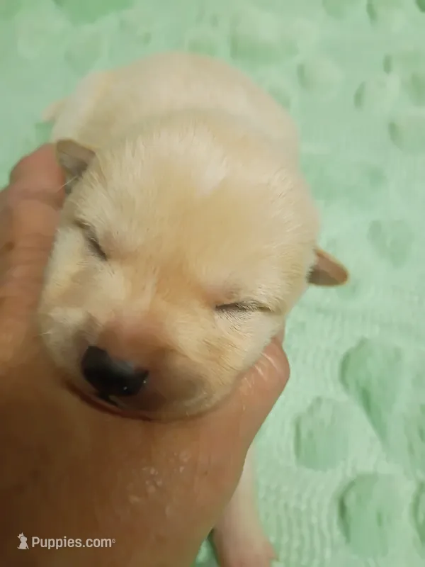 Cream female  – Shiba Inu puppy for sale in Spraggs, PA