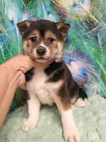 Black Sesame girl Ready now , a female Shiba Inu for sale in Spraggs, PA – 3 of 7