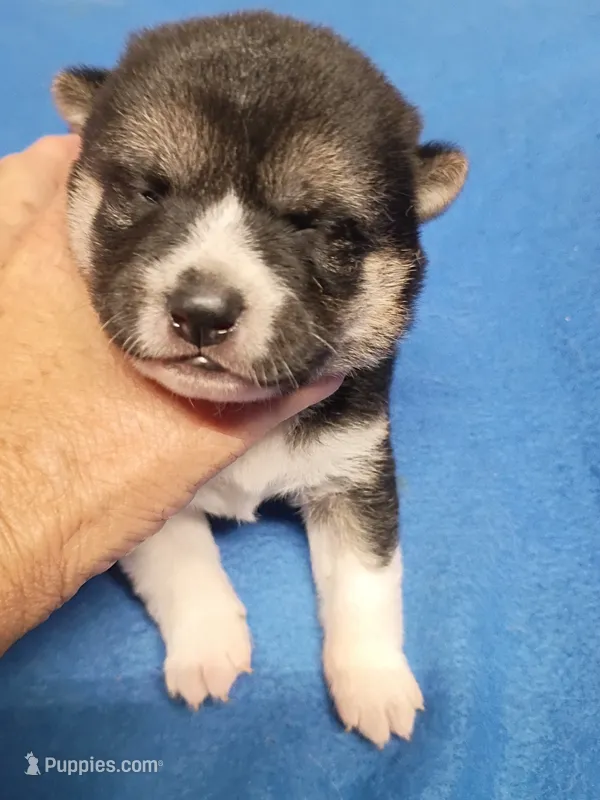 2 weeks old – Shiba Inu puppy for sale in Spraggs, PA