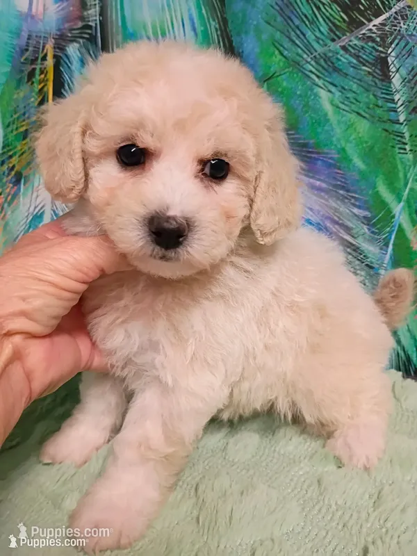 Bichon -Poo girl – Bichpoo puppy for sale in Spraggs, PA