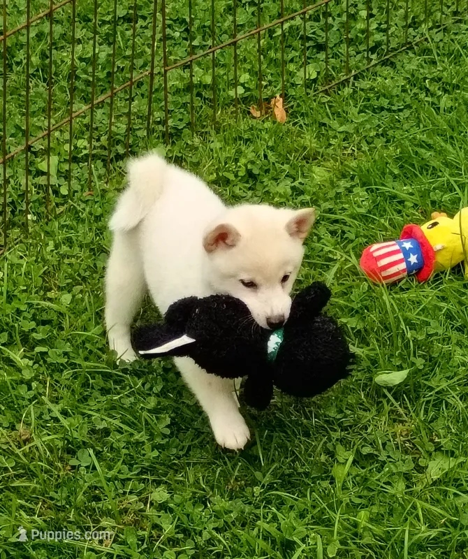 Runt Cream boy – Shiba Inu puppy for sale in Spraggs, PA