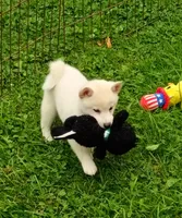 Runt Cream boy reduced , a male Shiba Inu for sale in Spraggs, PA – 4 of 9