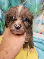 Toy Aussie Doodle girl, a female Miniature Aussiedoodle for sale in Spraggs, PA – 7 of 8