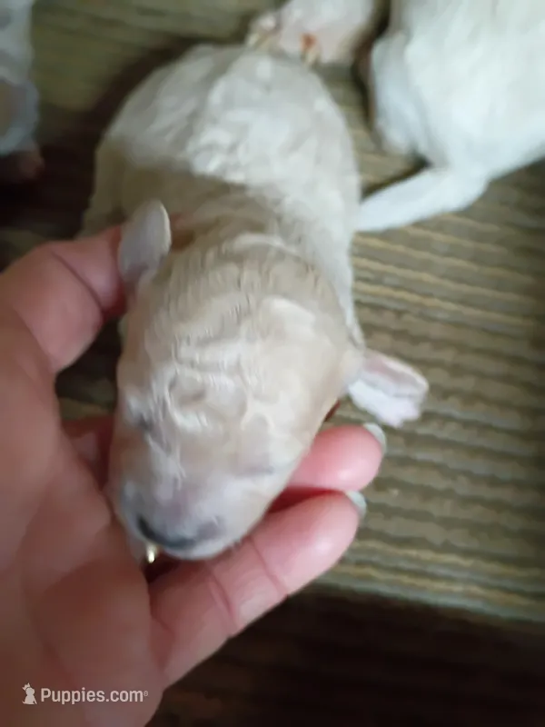 Bichon -Poo – Bichpoo puppy for sale in Spraggs, PA
