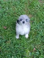 Small Blue eyes. Ready now !, a female Miniature Aussiedoodle for sale in Spraggs, PA – 3 of 7