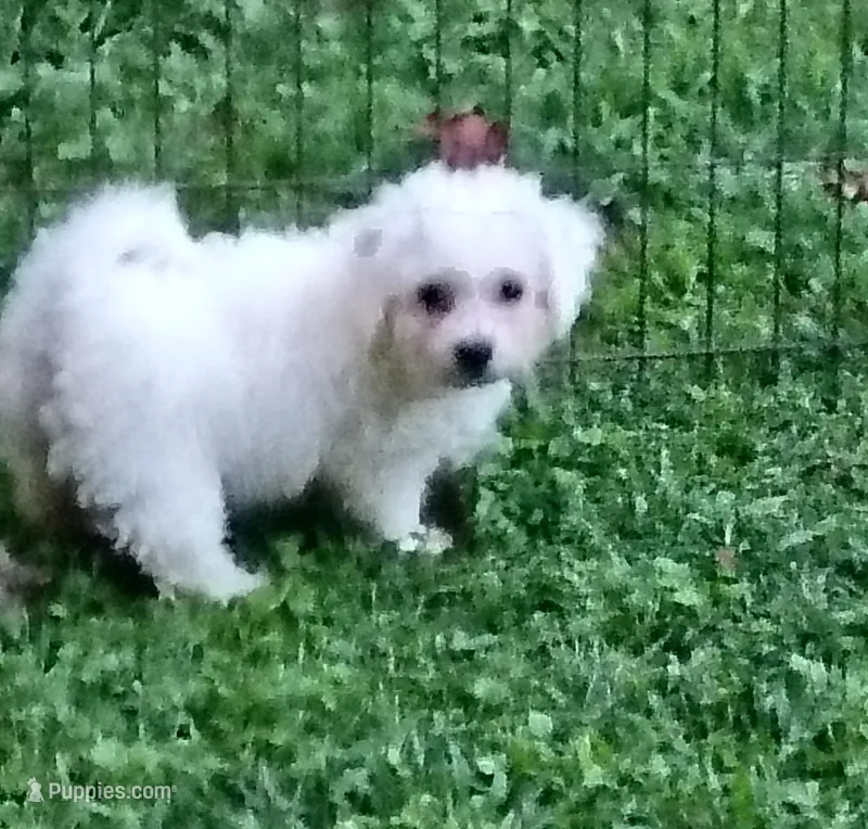 Bichon Girl. Ready now ! – Bichon Frise puppy for sale in Spraggs, PA