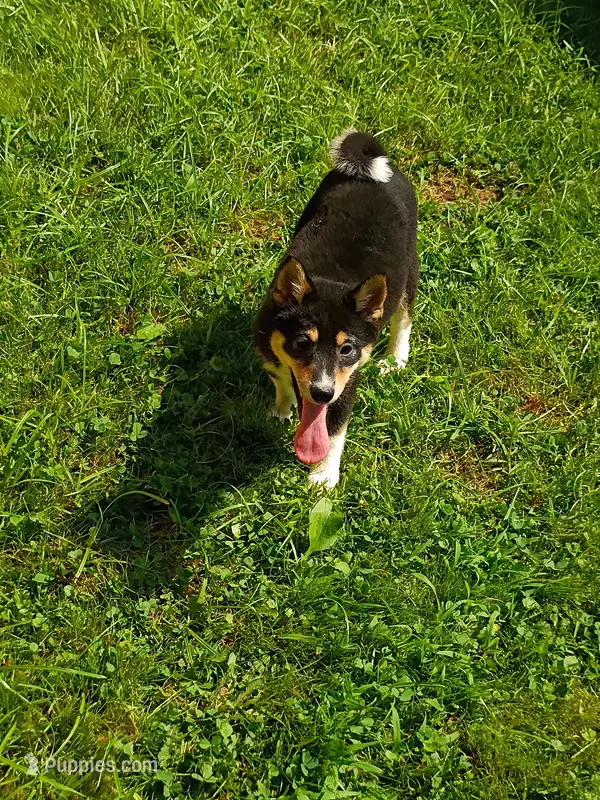 Toy Girl – Shiba Inu puppy for sale in Spraggs, PA