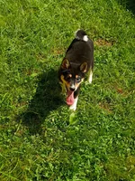 Toy Girl,  super sweet !, a female Shiba Inu for sale in Spraggs, PA – 2 of 9