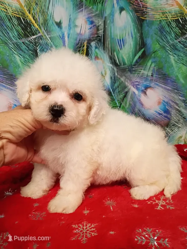 Bichon Girl – Bichon Frise puppy for sale in Spraggs, PA