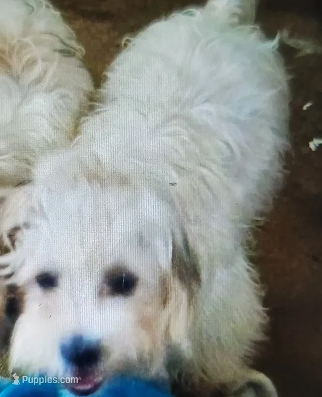 Morki Bichon  – Bichon Frise, Morkie puppy for sale in Spraggs, PA
