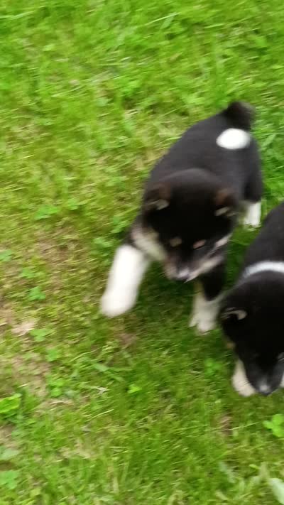 Toy Girl, a female Shiba Inu for sale in Spraggs, PA – 7 of 8