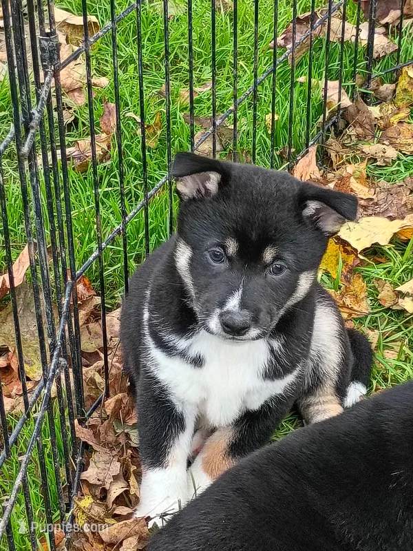 Ready October 20th boy – Shiba Inu puppy for sale in Spraggs, PA