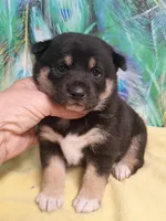 Ready October 20th girl, a female Shiba Inu for sale in Spraggs, PA – 4 of 8