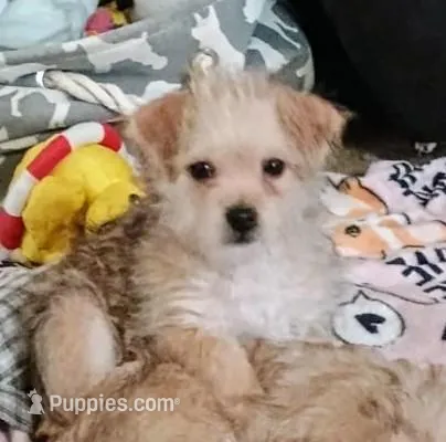 Shorkie/Bichon, pad trained 