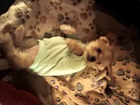 Shorkie/Bichon, pad trained , a female Bichon Frise and Shorkie for sale in Spraggs, PA – Photo 3 of 4